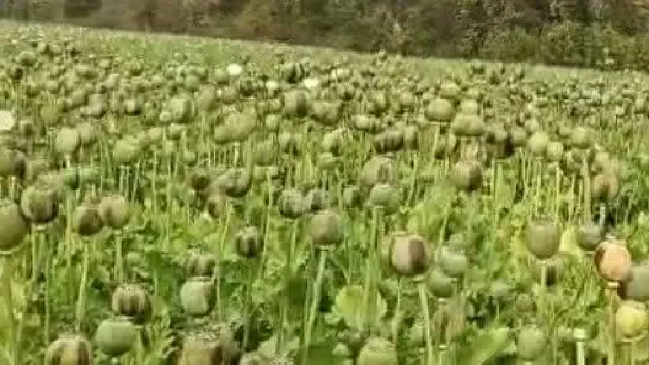 AAAA