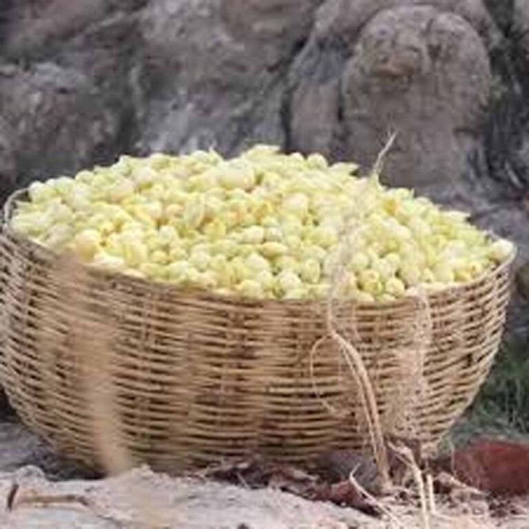 Chhattisgarh_News_09-1-3.jpg