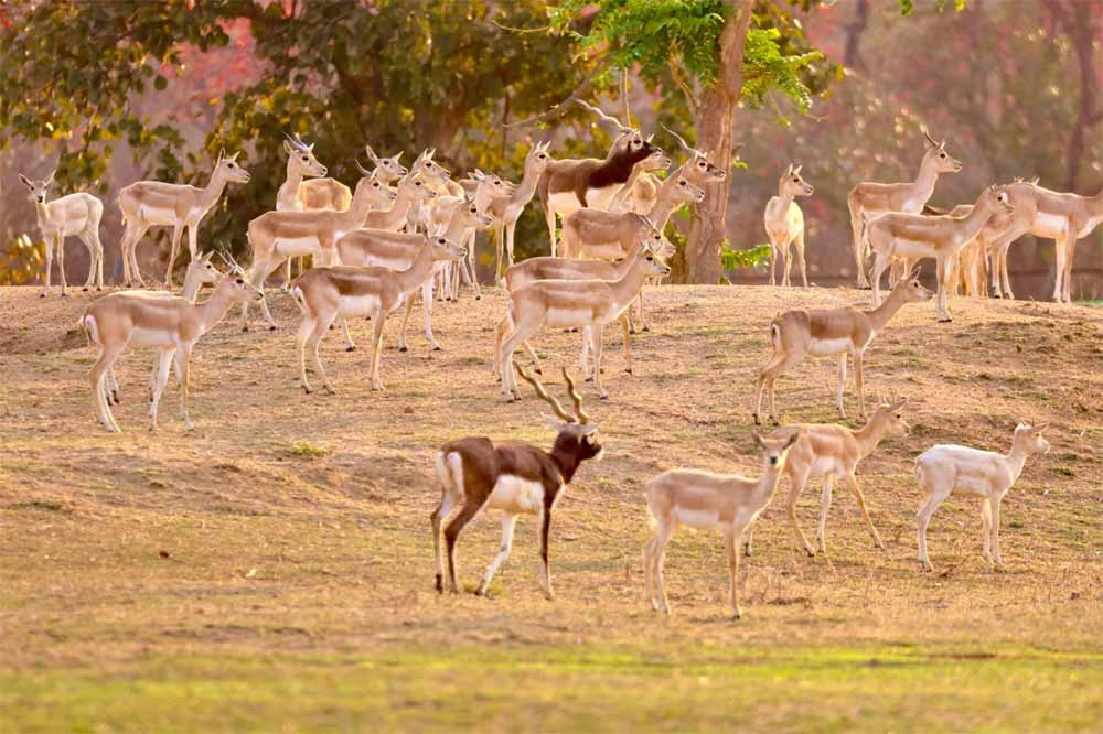 Vanpara_03.jpg