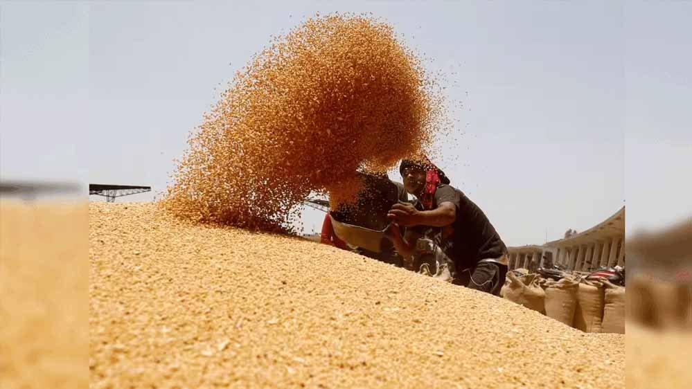 wheat_A_45_2-2.jpg