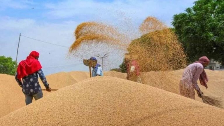 wheat_A_45_3-3.jpg