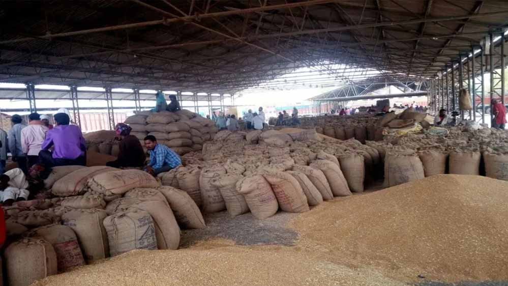 wheat_A_45_5.jpg