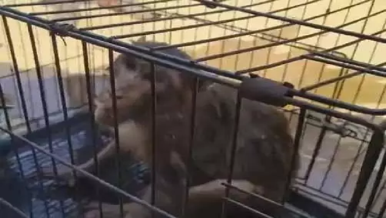 CG : बंदर घर में घुसा, मोहल्ले के लोगों ने कुत्ते से बचाया…