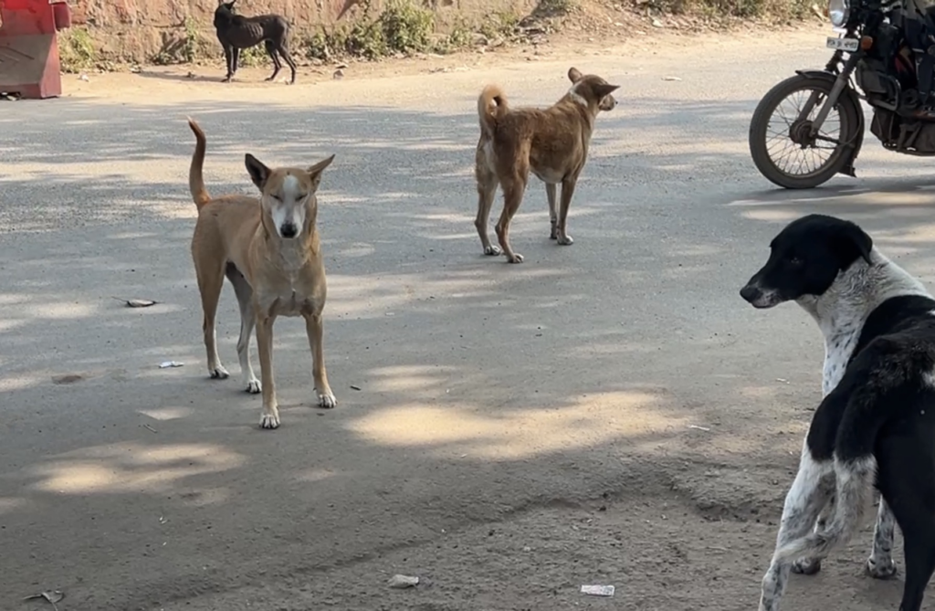राजनांदगांव : अनुपम नगर क्षेत्र में लावारिस कुत्तों की संख्या बढ़ रही, लोग सहमे हुए हैं…