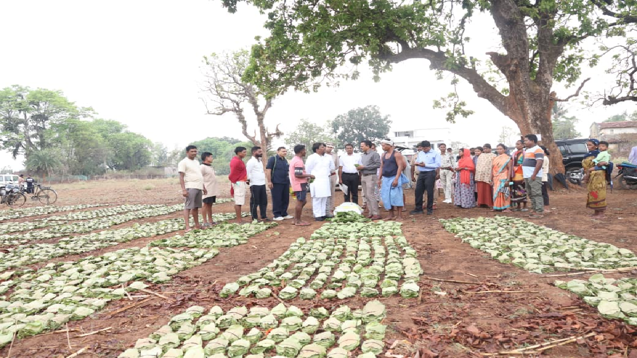 ’तेन्दूपत्ता संग्रहण में छत्तीसगढ़ ने बनाया नया रिकॉर्ड, अब तक 13.52 लाख मानक बोरा संग्रहित’