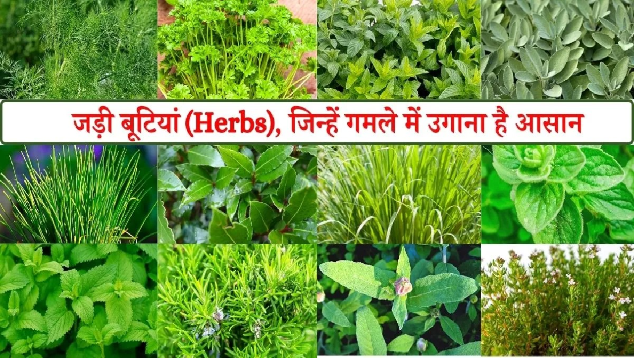विशेष लेख : छत्तीसगढ़ की जड़ी-बूटियों से महकेगा नारी शक्ति का स्वावलंबन