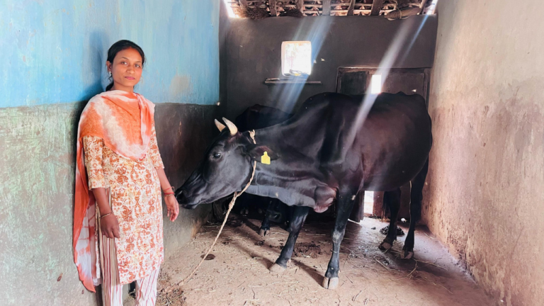 उन्नत नस्ल की गायों ने बदली सरस्वती पैंकरा की जिंदगी, बनीं आत्मनिर्भरता की मिसाल