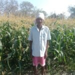 राजनांदगांव : धान के बदले मक्का की खेती बनी फायदे का सौदा - किसानों से 5 करोड़ रूपए से अधिक का मक्का खरीदा गया
