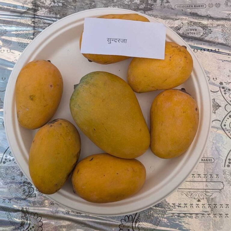 Mengo_02.jpg