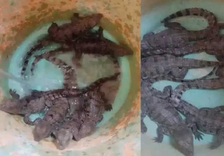 CG : तालाब से नन्हे मगरमच्छों का रेस्क्यू, दहशत में थे ग्रामीण …