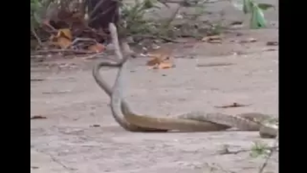 CG : सांपों का प्रेम मिलन, कलेक्ट्रेट परिसर में दिखा अद्भुत नजारा …