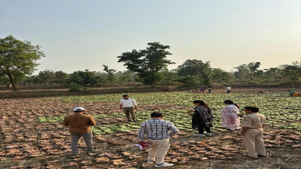 हरा सोना ने बदली जिंदगी, ग्रामीणों के लिए बना आर्थिक संबल ...