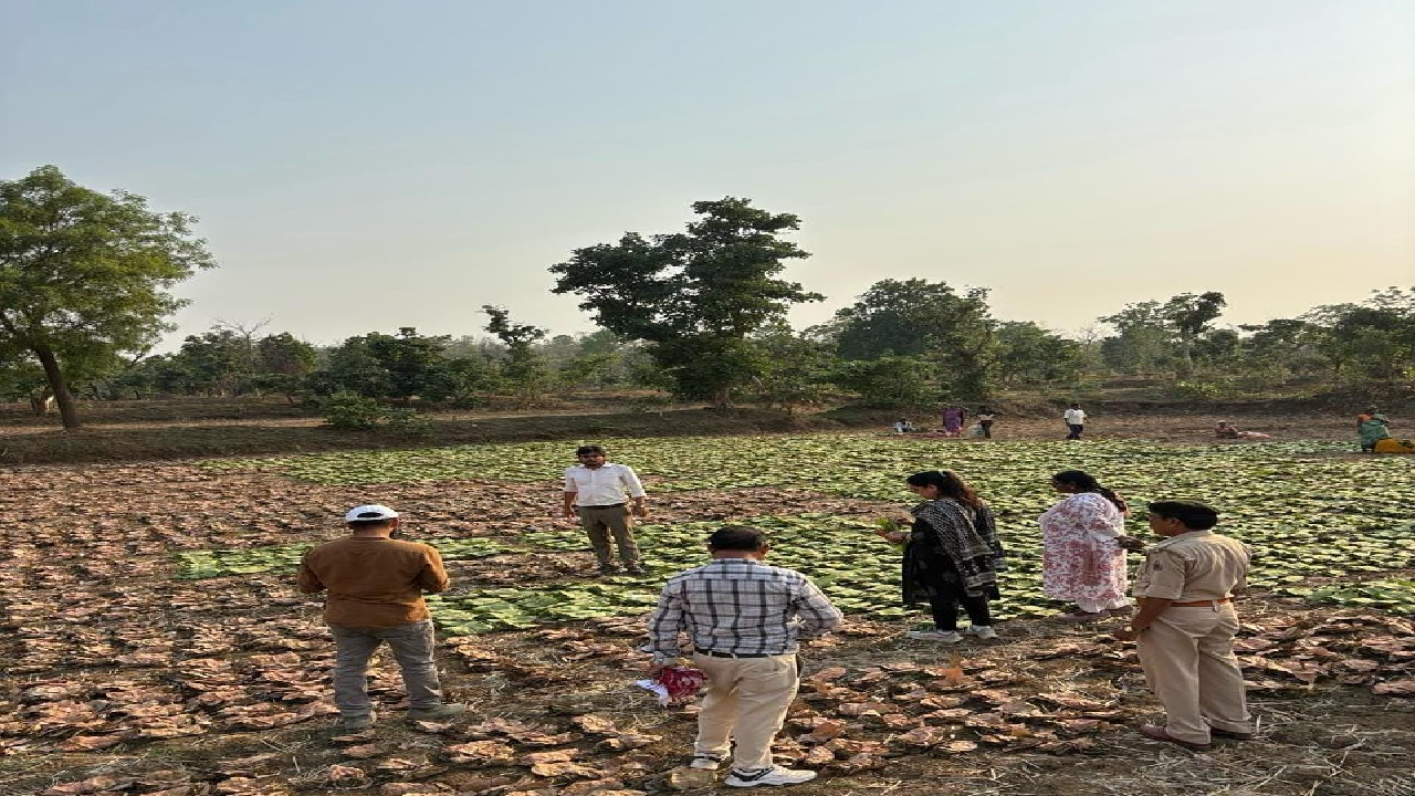 हरा सोना ने बदली जिंदगी, ग्रामीणों के लिए बना आर्थिक संबल ...