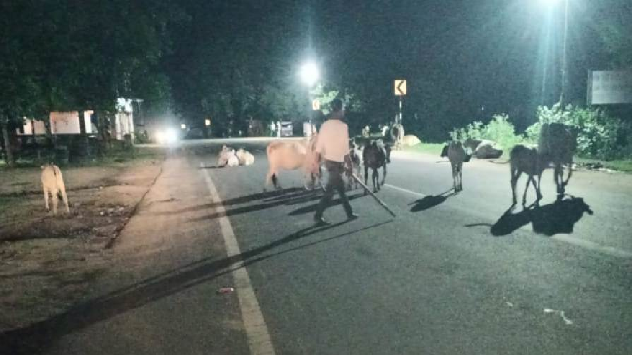 CG : सड़कों पर आवारा मवेशियों का कब्जा, जगदलपुर में बढ़ा हादसों का खतरा …