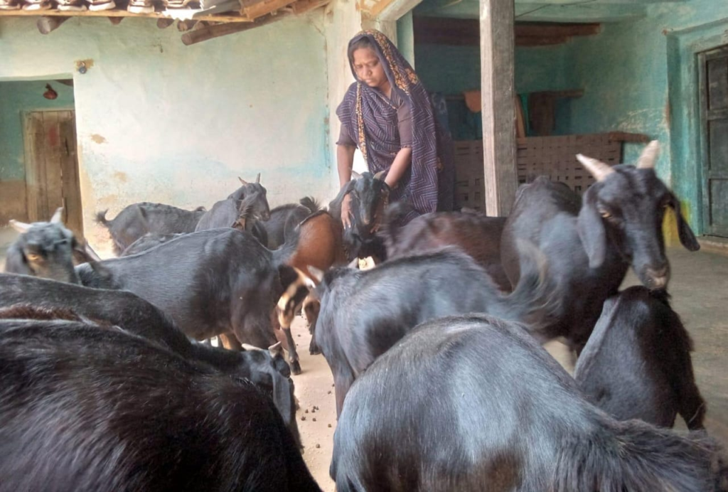 बिहान ने बदली मीरा सिंह की तकदीर, बकरी पालन से बनीं आत्मनिर्भरता की नई मिसाल ...