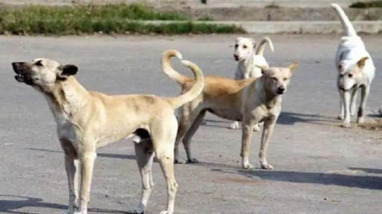 CG : कोरबा में आवारा कुत्तों का आतंक, हमले में मासूम की मौत; निगम ने पकड़े 15 कुत्ते …