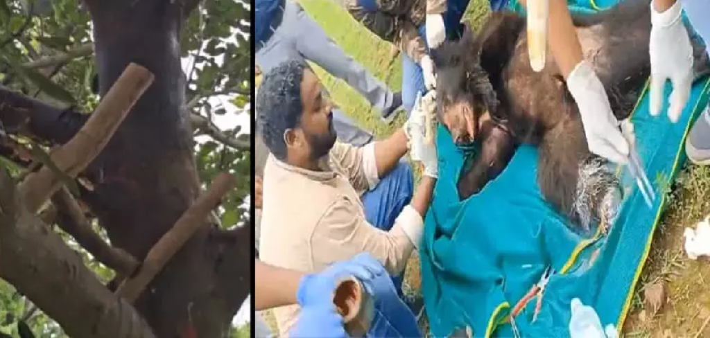 CG : कटहल देख ललचाया भालू, पेड़ पर चढ़ा, तार में फंसकर घायल …