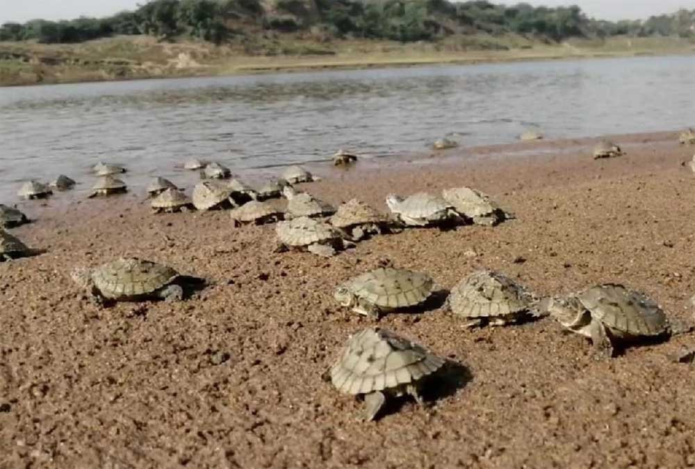 cHAMBAL_01.jpg