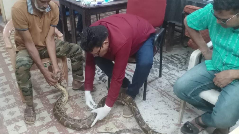 CG : गंगरेल के जंगलों से गहरे जख्मों के साथ रेस्क्यू हुआ अजगर…