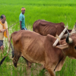 अपनी माटी और खेती-किसानी से मुख्यमंत्री विष्णु देव साय का आत्मीय जुड़ाव ...