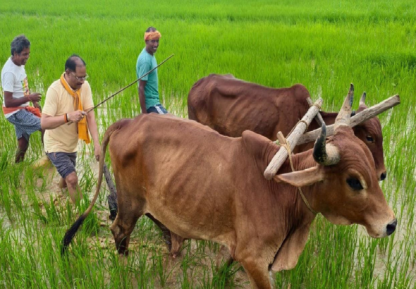अपनी माटी और खेती-किसानी से मुख्यमंत्री विष्णु देव साय का आत्मीय जुड़ाव ...