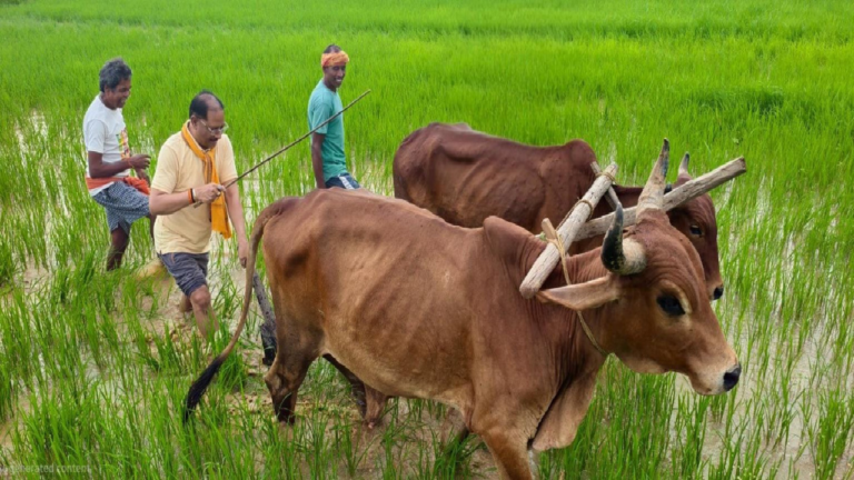 अपनी माटी और खेती-किसानी से मुख्यमंत्री विष्णु देव साय का आत्मीय जुड़ाव ...