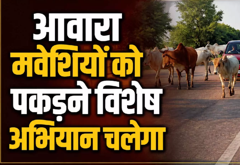 CG : आवारा मवेशियों को पकड़ने विशेष अभियान चलेगा …