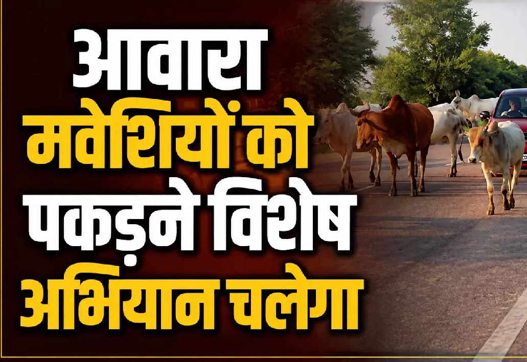 CG : आवारा मवेशियों को पकड़ने विशेष अभियान चलेगा …