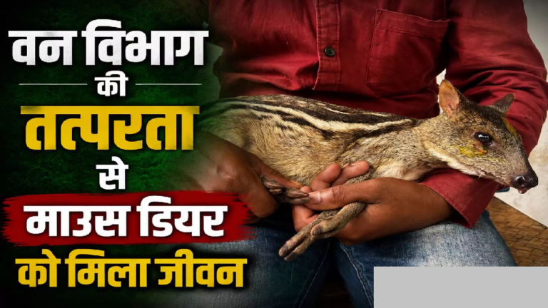 CG : कुत्तों से बचकर कलेक्ट्रेट पहुंचा माउस डियर, वन विभाग ने बचाई जान …