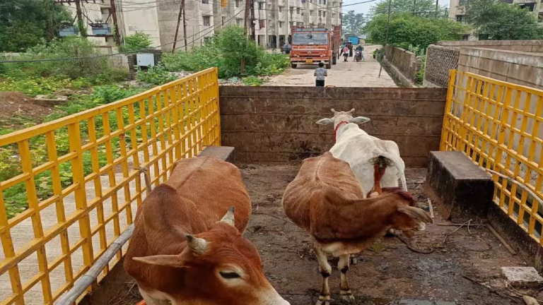 CG : रायपुर में आवारा मवेशियों की सड़कों से धरपकड़ …