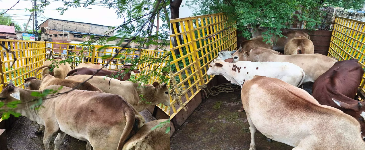 CG : रायपुर में आवारा मवेशियों पर निगम की कार्रवाई, सड़कों से मवेशी पकड़े गए …