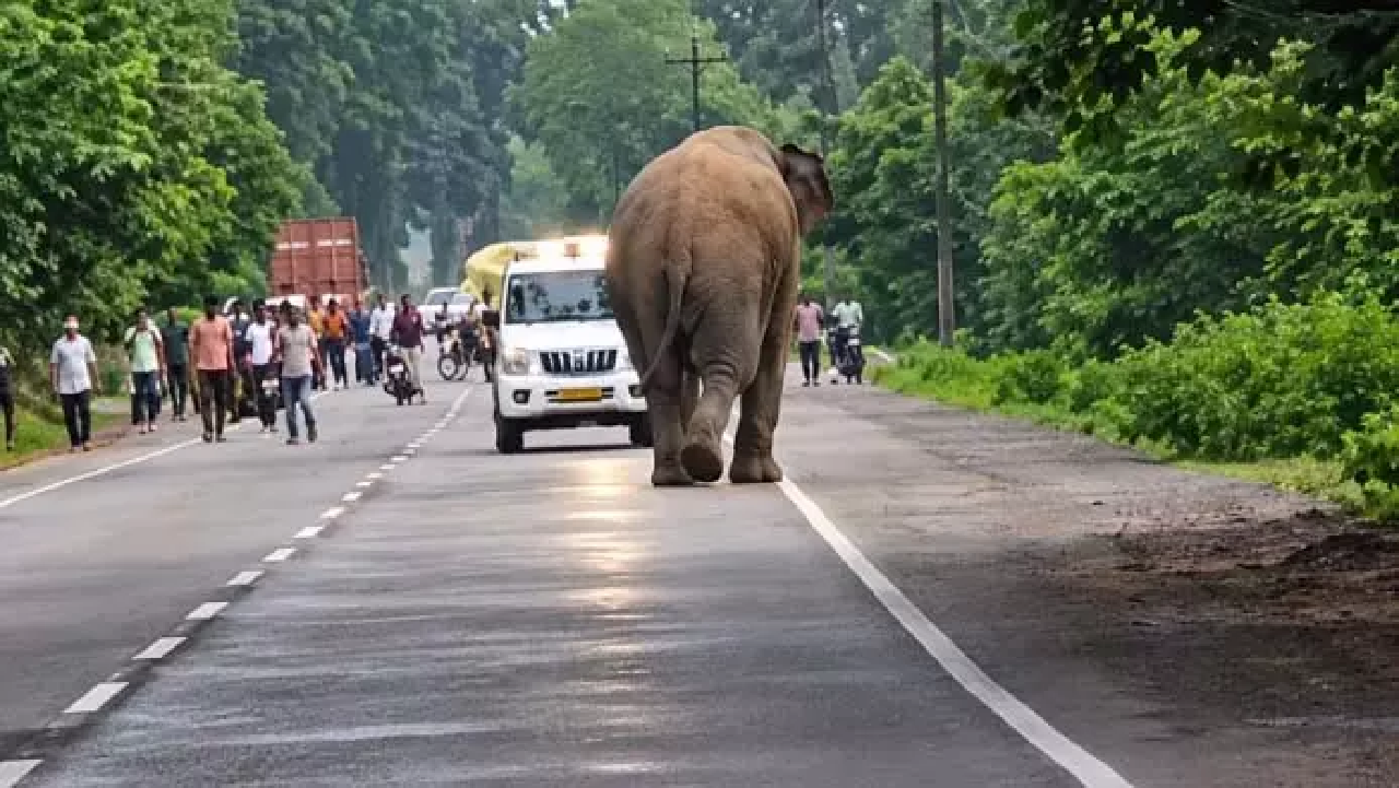 CG : सेल्फी के चक्कर में हाथी से पंगा…हाईवे पर ऐसा नजारा दिखा…
