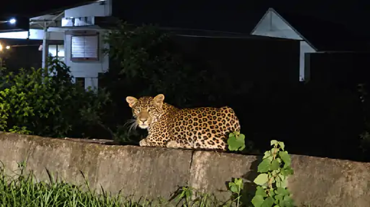 राजनांदगांव : रोड किनारे पुल पर बैठा दिखा तेंदुआ महीनेभर से करेला, भंडारपुर में घूम रहा…