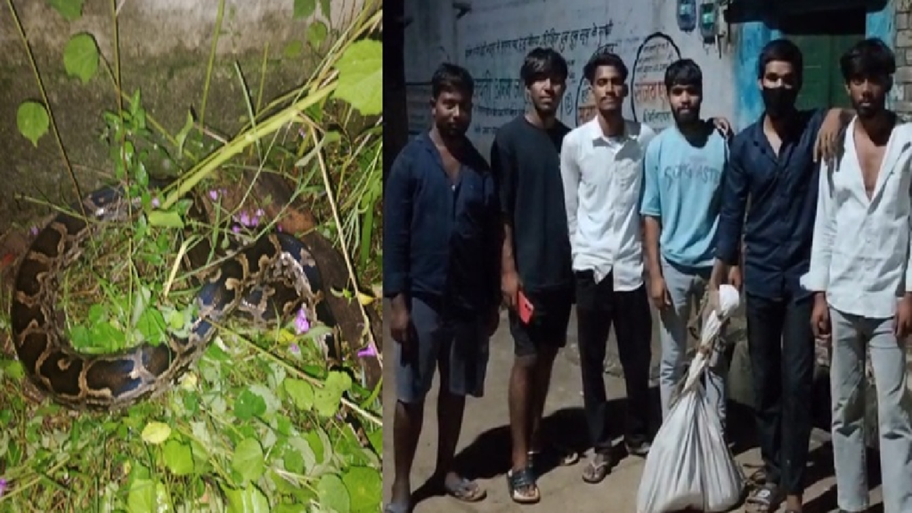 CG : आधी रात गली में निकला विशाल अजगर, युवकों ने सुरक्षित नाले में छोड़ा…
