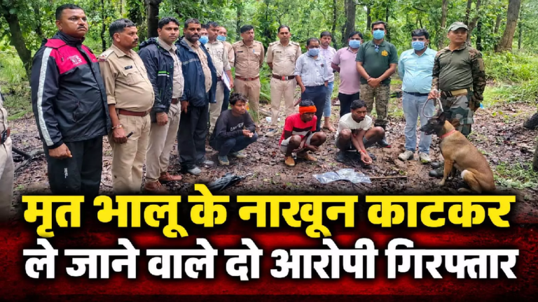 CG : मृत भालू के नाखून काटकर ले जाने वाले आरोपी गिरफ्तार, डॉग स्क्वॉड की मदद से मिला सुराग …