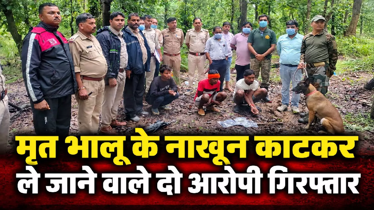 CG : मृत भालू के नाखून काटकर ले जाने वाले आरोपी गिरफ्तार, डॉग स्क्वॉड की मदद से मिला सुराग …