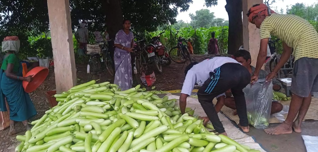 CG : बिहान से बदली राह 35 महिला किसानों ने 600 क्विंटल सब्जी उगाकर लिखी सफलता की नई कहानी …