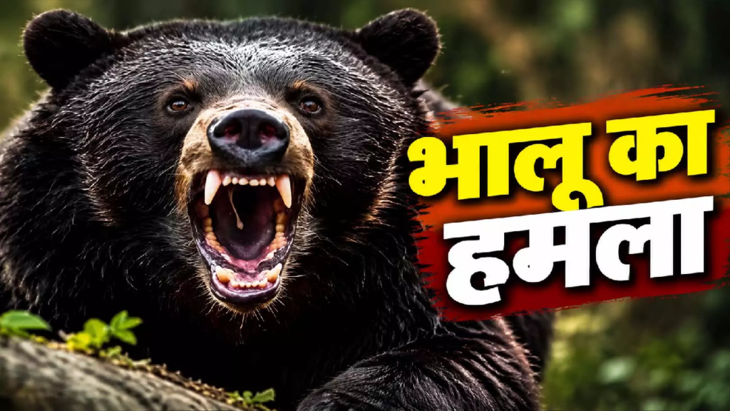 CG : मशरूम खोजने जंगल गए ग्रामीणों पर भालू का हमला, दो घायल …
