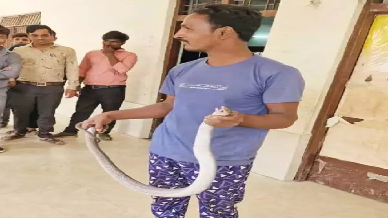 CG : सांप के डसने से स्नेक कैचर मनीष पाटिल की मौत …