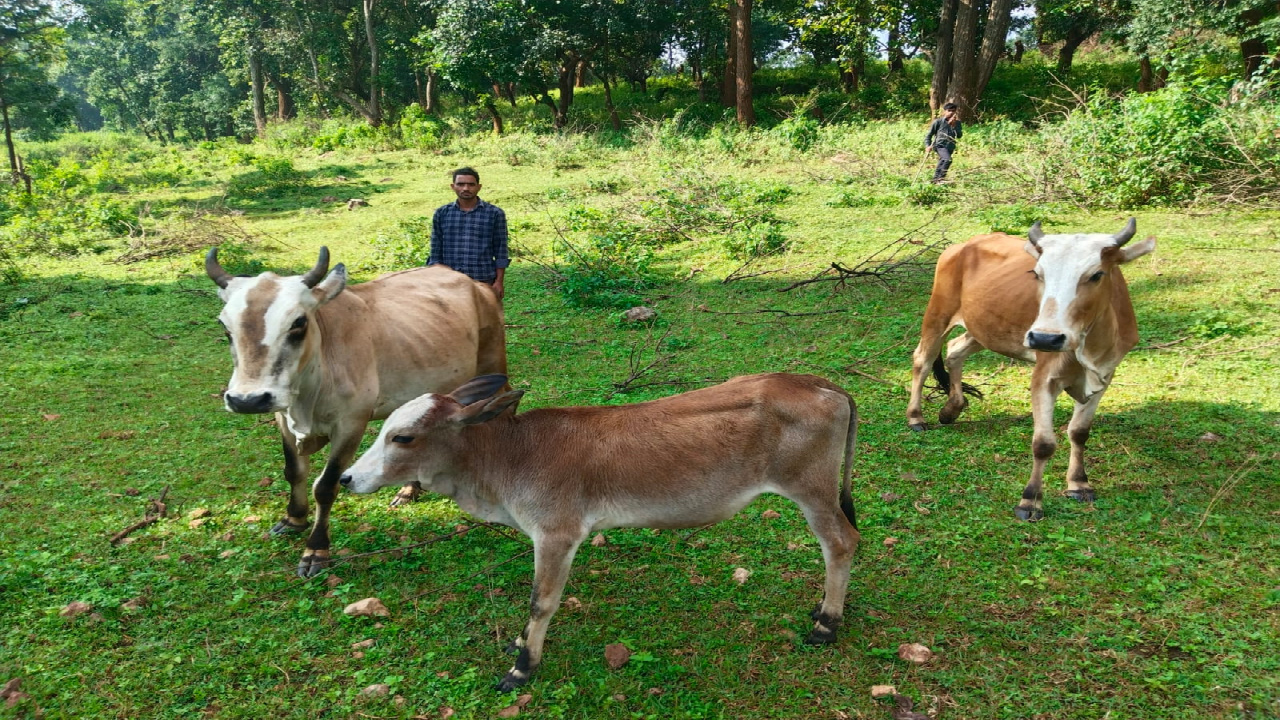 सेवा संकल्प अभियान 2026 : सेवा की कहानी : उन्नत नस्ल की गाय ने खोली अतिरिक्त आय की राह, आत्मनिर्भर बने सन्ना के ओम प्रकाश ...