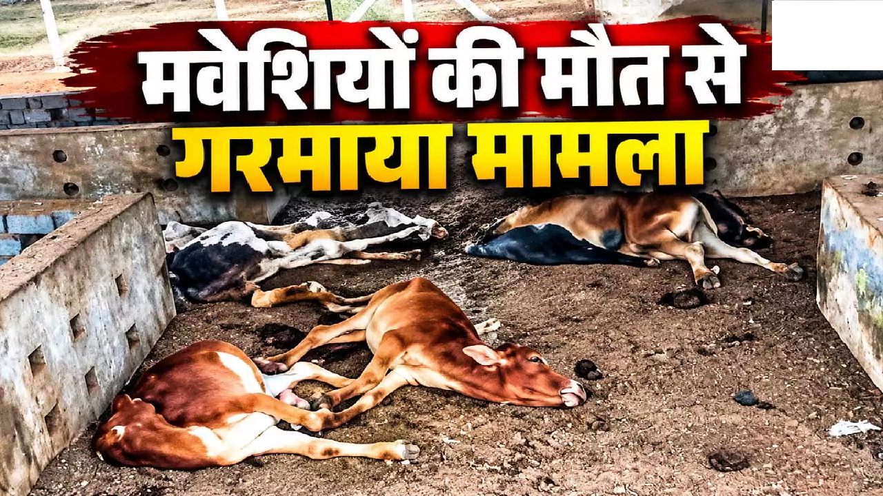 CG : अस्थायी गौठान में मवेशियों की मौत, दो दिन में 20 से ज्यादा पशुओं की मौत का दावा …