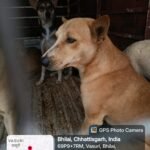 Durg : कुरूद एसएलआरएम के सामने निर्मित डॉग हाउस में प्रतिदिन 40 से 44 डॉग के बधियाकरण का लक्ष्य