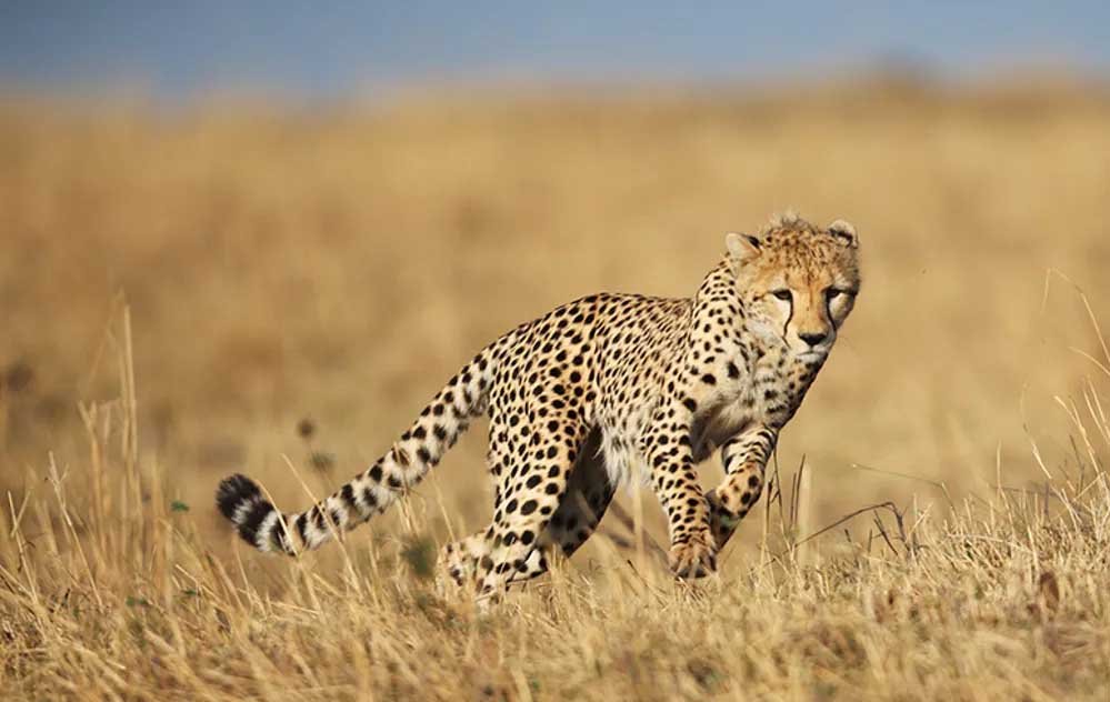 cheetah_safar_4A_121_3.jpg