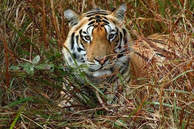 kANHA_01.jpg