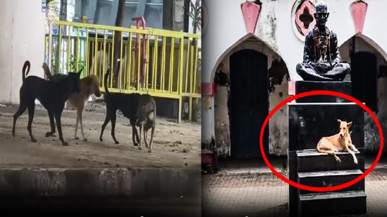 राजनांदगांव : सरकारी कार्यालयों में आवारा कुत्तों की आवाजाही से लोग परेशान…