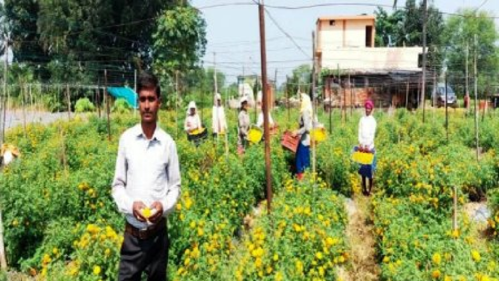 राजनांदगांव : फ्लोरीकल्चर हब योजना से खिली किसानों की किस्मत : पारंपरिक खेती छोड़ फूलों और सब्जियों से संवर रही राह...