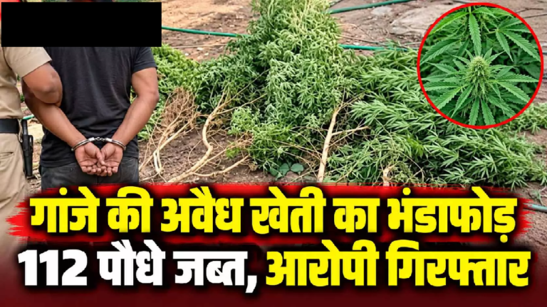 CG : गांजे की अवैध खेती का भंडाफोड़, 112 पौधे जब्त, आरोपी गिरफ्तार …