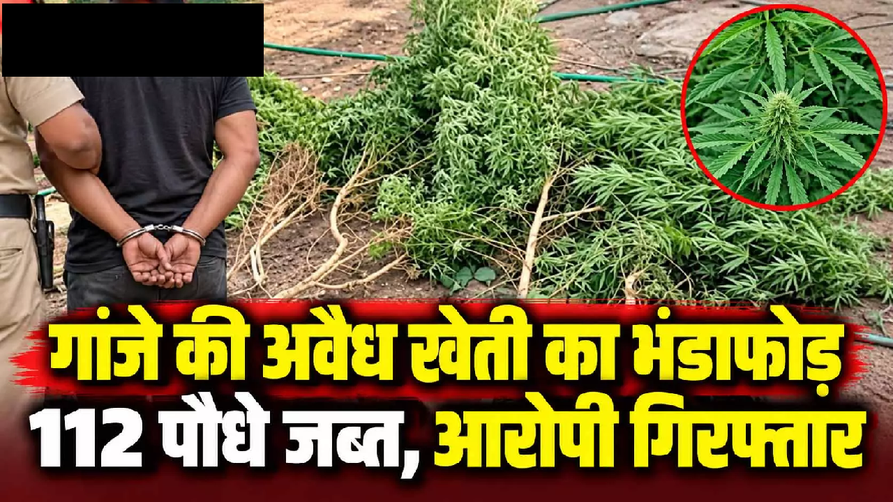 CG : गांजे की अवैध खेती का भंडाफोड़, 112 पौधे जब्त, आरोपी गिरफ्तार …