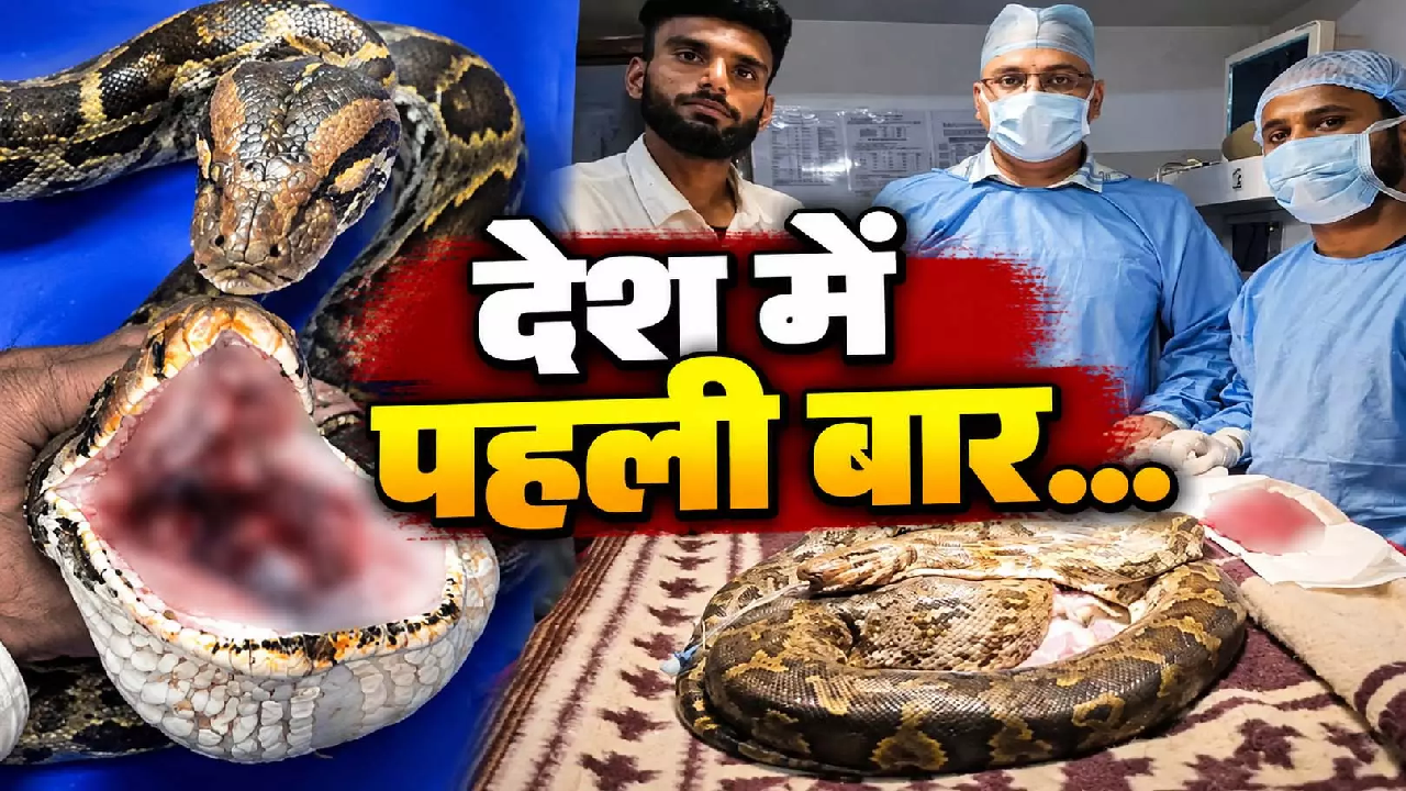 CG : अजगर की जिंदगी बचाने की जंग, मुंह से कैंसर का ट्यूमर निकाला गया …