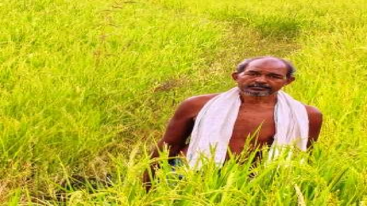 CG : कृषक उन्नति योजना से शंकर प्रसाद को मिलेगा 45 हजार रुपये का लाभ, तीन एकड़ में की सुगंधित धान की खेती …